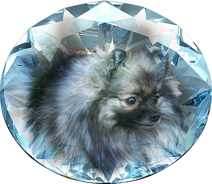 Showin's Classy Wolf At Diamond Ice